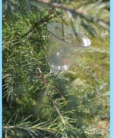 picture of Water My Tree